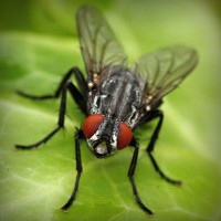 /album/mutant-squad/photolia-a01-jpg/