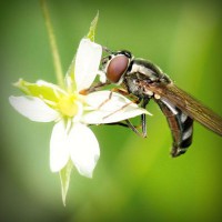 /album/mutant-squad/photolia-a02-jpg/