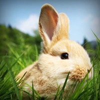 /album/mutant-squad/photolia-a03-jpg/