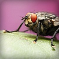 /album/mutant-squad/photolia-a08-jpg/